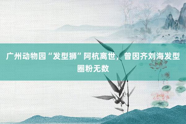 广州动物园“发型狮”阿杭离世，曾因齐刘海发型圈粉无数
