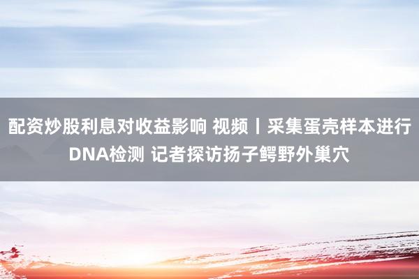 配资炒股利息对收益影响 视频丨采集蛋壳样本进行DNA检测 记者探访扬子鳄野外巢穴